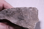 PE 28665 fossil