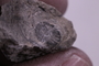 PE 28679 fossil2