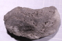 PE 28687 fossil