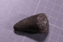 PE 4233 fossil