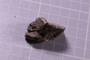 PE 4236 fossil2