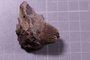 PE 5305 fossil