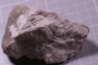 PE 5552 fossil