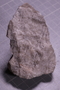 PE 5552 fossil2