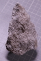 PE 5555 fossil2