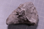 PE 5556 fossil