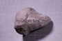 PE 5556 fossil2