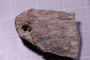 PE 5826 fossil