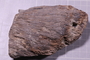 PE 5826 fossil2