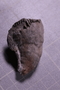 PE 5834 fossil