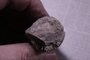 PE 5834 fossil3