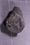 PE 5835 fossil2