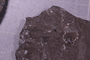 PE 60351 a fossil