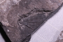 PE 60351 a fossil2