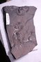 PE 60351 a fossil3