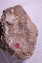 PE 91553 fossil