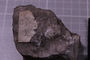 PE 91554 fossil