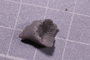 PE 91557 fossil2