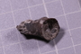 PE 91559 fossil2