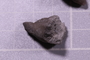 PE 91559 fossil3