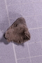 PE 91560 fossil2