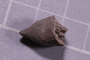 PE 91560 fossil3