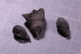 PE 91565 fossil