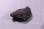 PE 91577 fossil