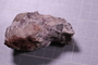 PE 91585 fossil