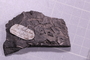 PE 91586 fossil