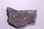 PE 91586 fossil2