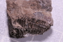 PE 91587 fossil