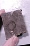PP 22542 a fossil
