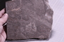 PP 22555 a fossil