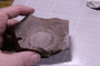 PP 22563 a fossil