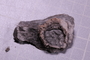PP 22590 a fossil