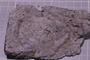 PP 22662 a fossil2