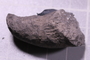 UC 22408 fossil4