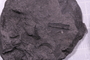 UC 22462 fossil