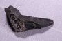UC 22607-3710 fossil
