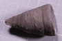 UC 22838 a fossil2