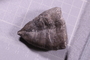 UC 22838 a fossil4