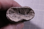 UC 22838 a fossil5