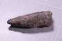 UC 22838 fossil