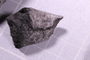 UC 2747 fossil2
