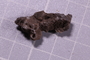 UC 27725 fossil