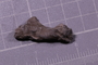 UC 27756 fossil2