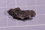UC 27757 fossil