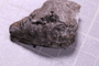 UC 29091 a fossil