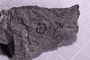 UC 348 a fossil